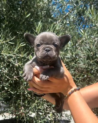Bulldog francese