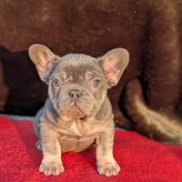 Bulldog francese lilac tan