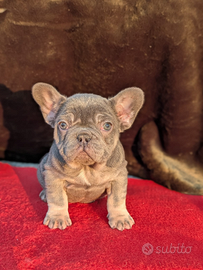 Bulldog francese lilac tan