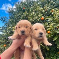 Golden Retriever cuccioli