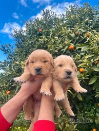 Golden Retriever cuccioli