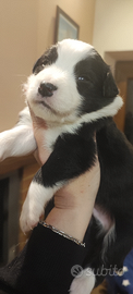 Border Collie