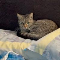 Tigratina Carmen 12 mesi