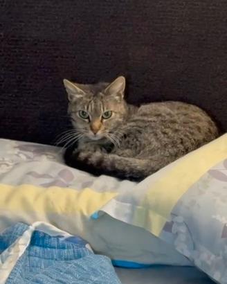 Tigratina Carmen 12 mesi