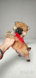 Spitz nano di Pomerania