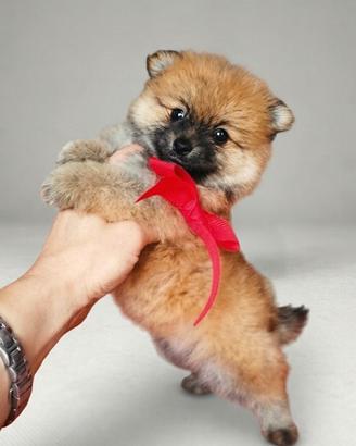 Spitz nano di Pomerania