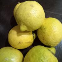 Limoni