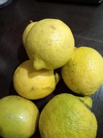 Limoni