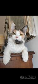 Femmina di Maine coon