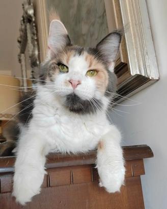 Femmina di Maine coon