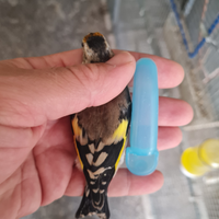 Cardellini nostrani ancestrali 2025