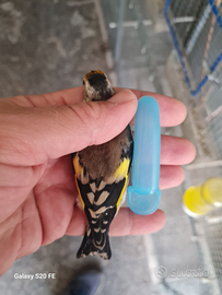 Cardellini nostrani ancestrali 2025