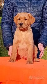 Cuccioli di labrador