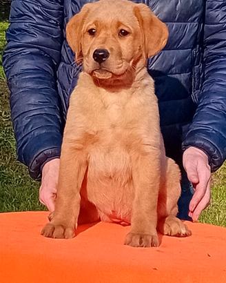 Cuccioli di labrador