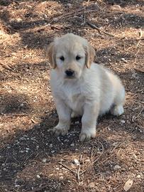 Cuccioli di Golden Retriever "Delle Sette Stelle"