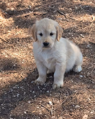 Cuccioli di Golden Retriever "Delle Sette Stelle"