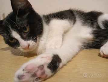 Gattino ?