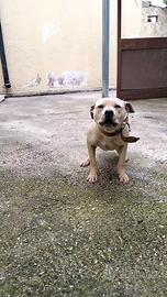 Pitbull adba femmina di 1 anno