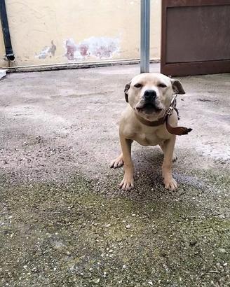 Pitbull adba femmina di 1 anno