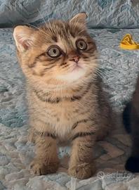 Scottish Fold Tabby maschio 2 mesi