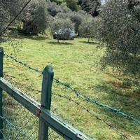 ERBA  ULIVETO  PER FORAGGIO CAVALLI