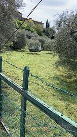 ERBA  ULIVETO  PER FORAGGIO CAVALLI