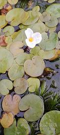 PIANTE ACQUATICHE  Hydrocharis morsus ranae)