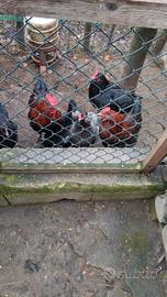 Galline marans