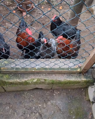 Galline marans