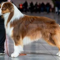 Prenotazione Cuccioli Australian Shepherd