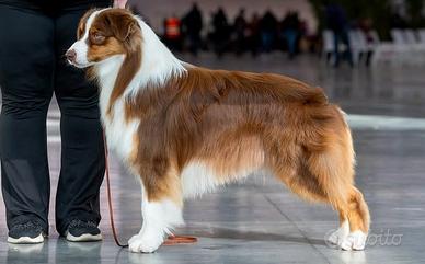 Prenotazione Cuccioli Australian Shepherd