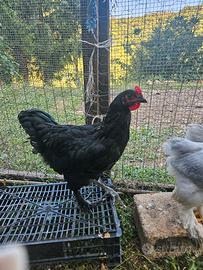 giovane gallo incrociato 