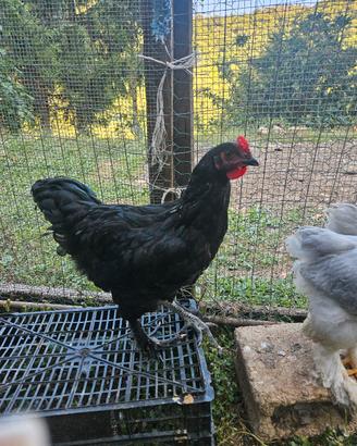 giovane gallo incrociato 