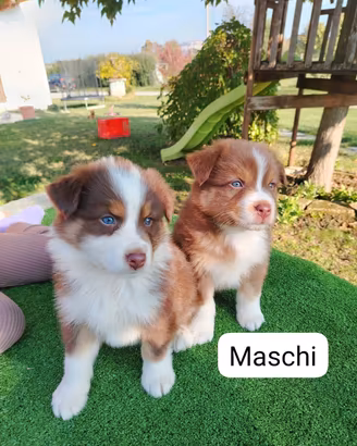 Cuccioli di Pastore Australiano 
