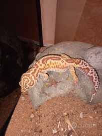 Geco leopardino