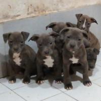 American pitbull terrier blu pitbul amstaff pit