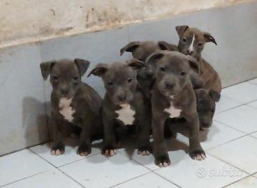 American pitbull terrier blu pitbul amstaff pit