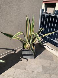 Agave 2 varietà