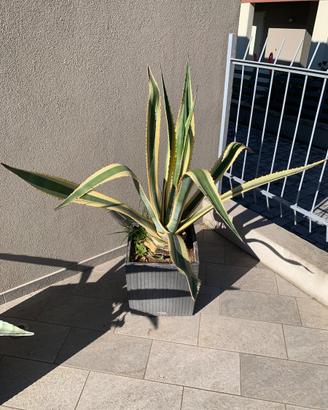 Agave 2 varietà