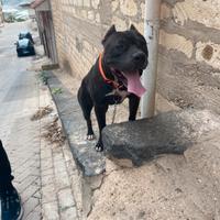 Disponibile per monta