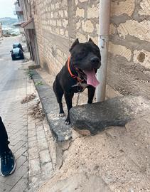 Disponibile per monta