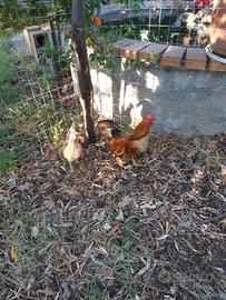Galline nane