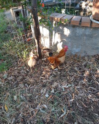 Galline nane
