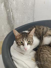 Rosy gatta 18 mesi