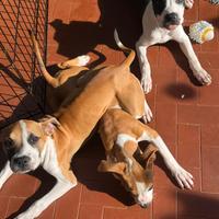 Cuccioli Pitbull