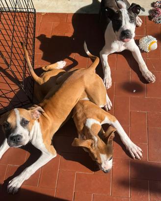 Cuccioli Pitbull