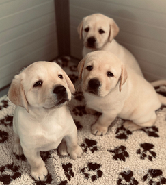 Cucciolo labrador