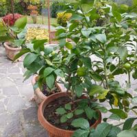 Piante di Limoni