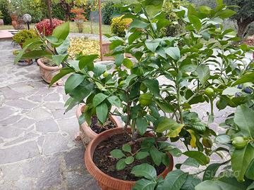 Piante di Limoni