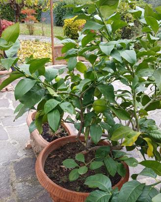 Piante di Limoni